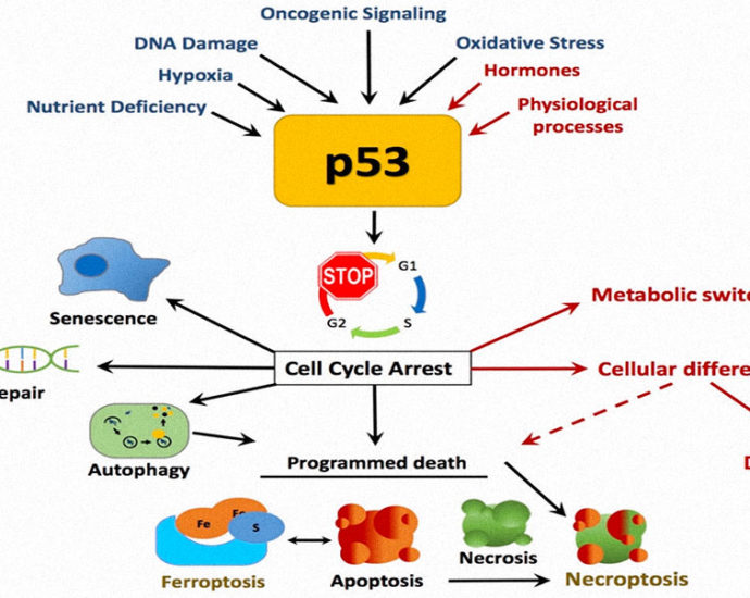 cancro tumore p53