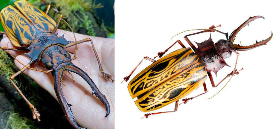 Macrodontia Cervicornis coleottero più grande del mondo