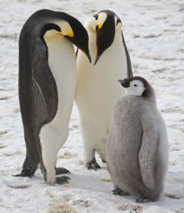 pinguini imperatori