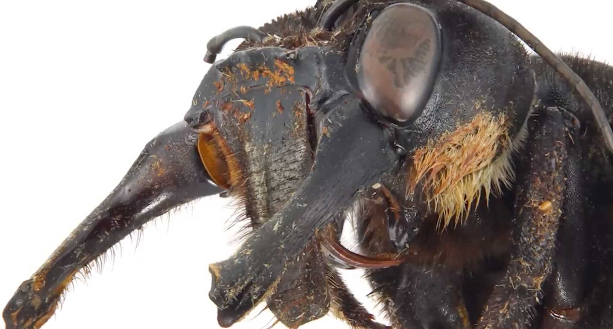 ape gigante Megachile pluto